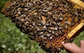 درآمد ناشی از پرورش زنبورعسل
