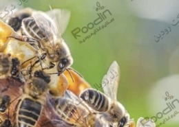 زنبورداری و تولید عسل
