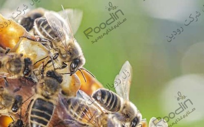 زنبورداری و تولید عسل