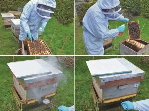 بهترین روش استفاده از اسید اگزالیک در زنبورداری