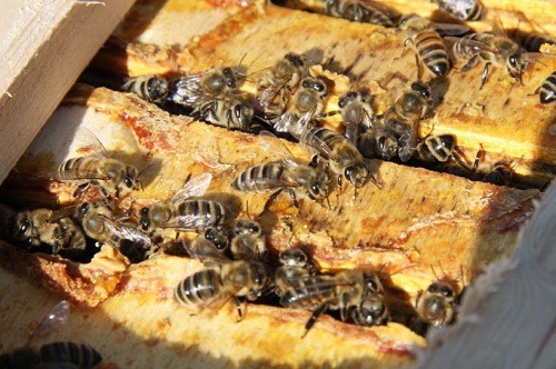 بهترین زنبورعسل قفقازی