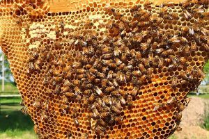 قیمت کندوی عسل چند است؟