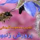 فیلم آموزش زنبورداری