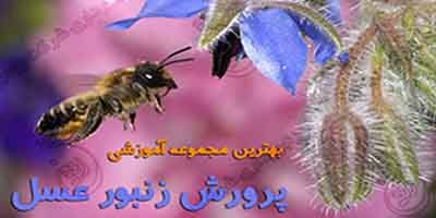فیلم آموزش زنبورداری
